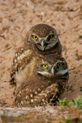 5th Sep 2024 - Owl Pair