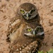 Owl Pair