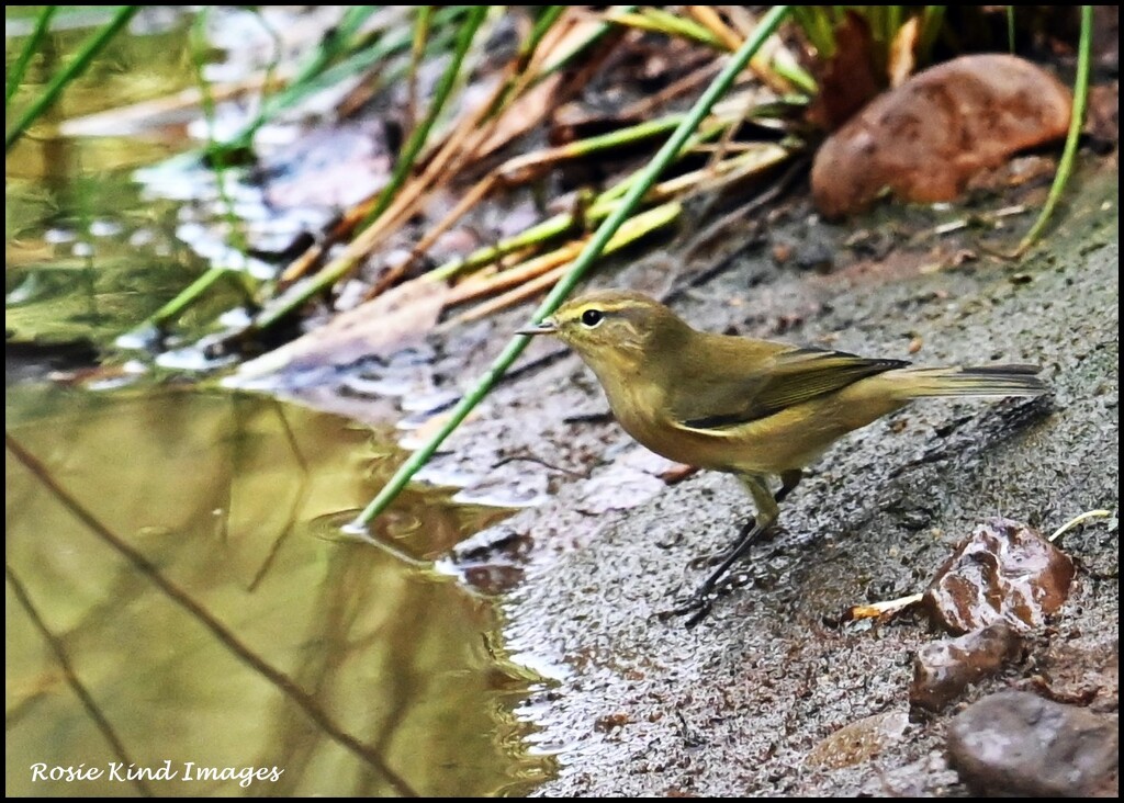 Willow warbler or a chiff chaff? by rosiekind