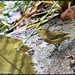 Willow warbler or a chiff chaff?