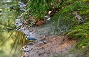 6th Sep 2024 - Friends at the pond