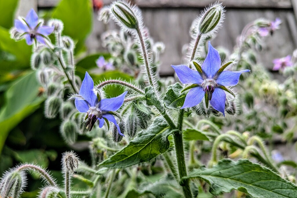 Hairy borage  by boxplayer