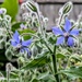 Hairy borage 