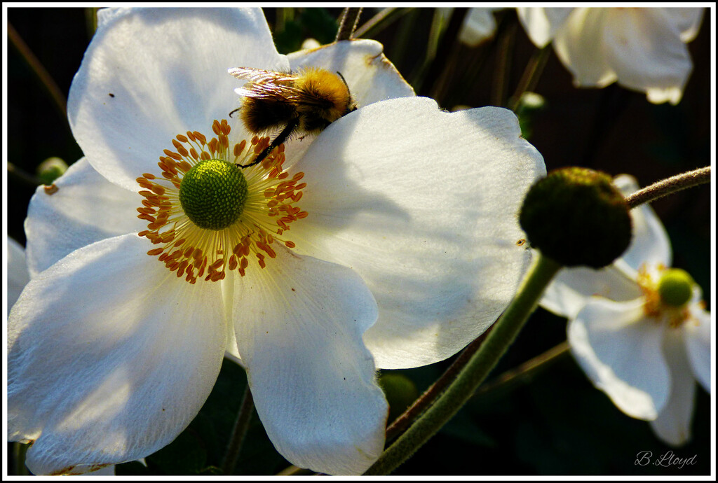 Japanese Anemone  and the Bee by beryl