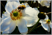 6th Sep 2024 - Japanese Anemone  and the Bee