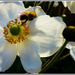 Japanese Anemone  and the Bee