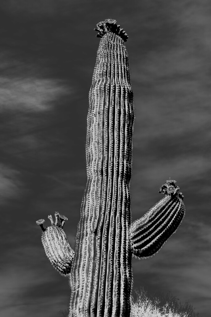 blooming saguaro by blueberry1222