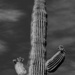 blooming saguaro