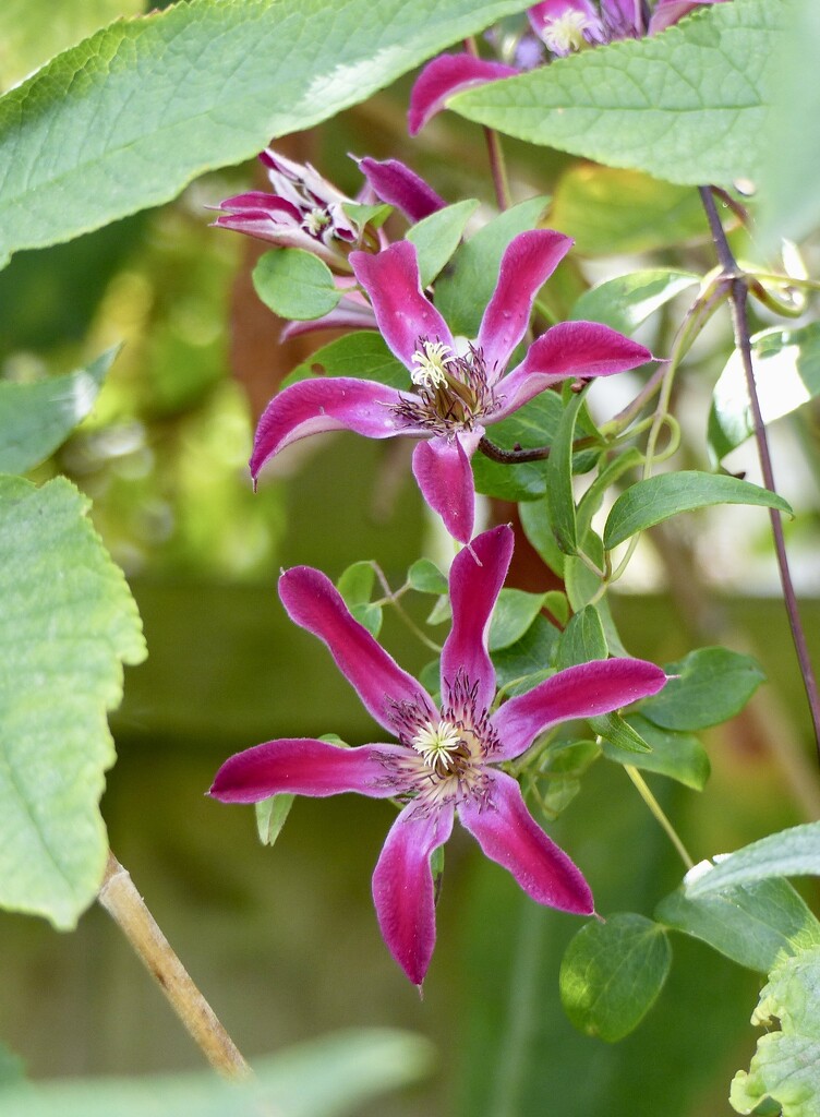 An Unusual Clematis by susiemc