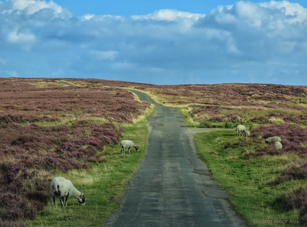 Danby Moor by craftymeg