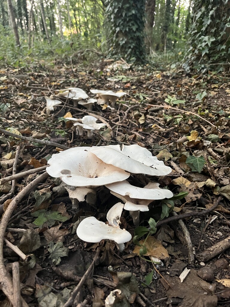 Mushroom season has begun by helenawall