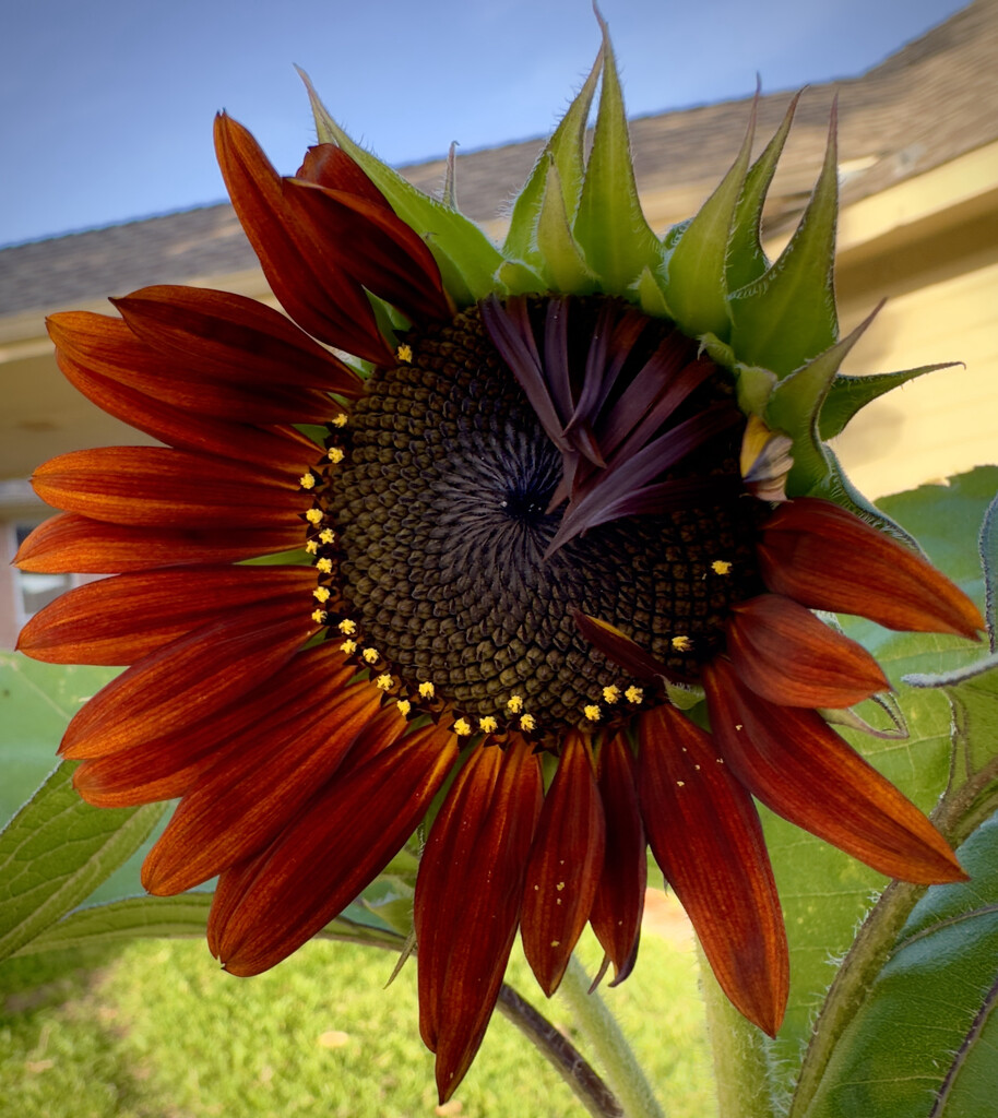 The burgundy sunflower  by louannwarren