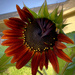 The burgundy sunflower 