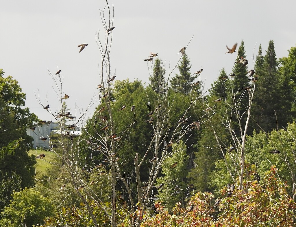 Barn Swallows by sunnygreenwood