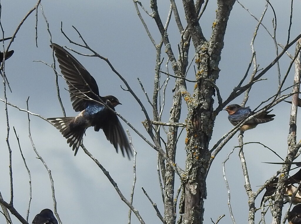 Barn Swallow by sunnygreenwood