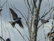 22nd Aug 2024 - Barn Swallow