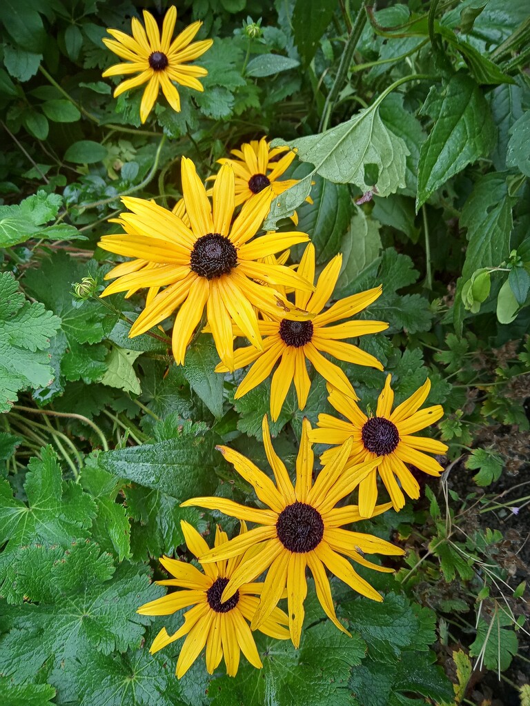 Rudbeckia  by 365projectorgjoworboys