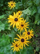 6th Sep 2024 - Rudbeckia 