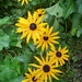 Rudbeckia 