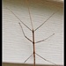 LHG_3428Mr Walkingstick