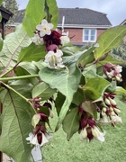 7th Sep 2024 - Himalayan Honeysuckle 