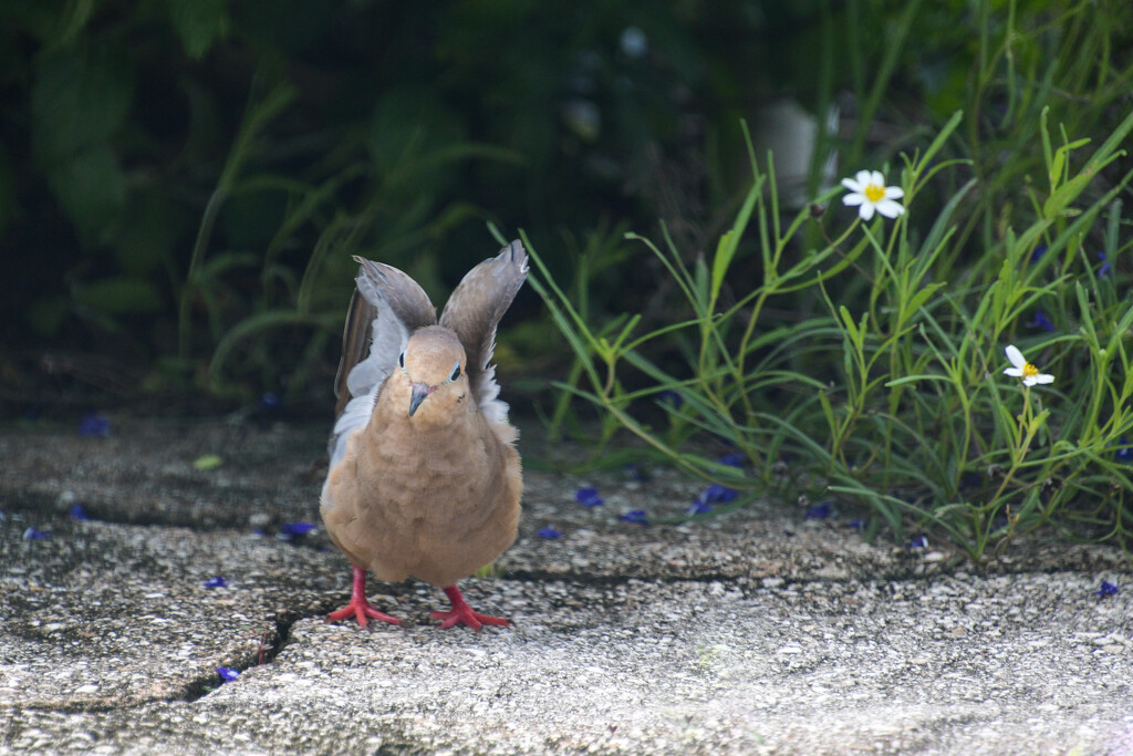 Seeking Shade by danette