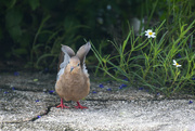 6th Sep 2024 - Seeking Shade