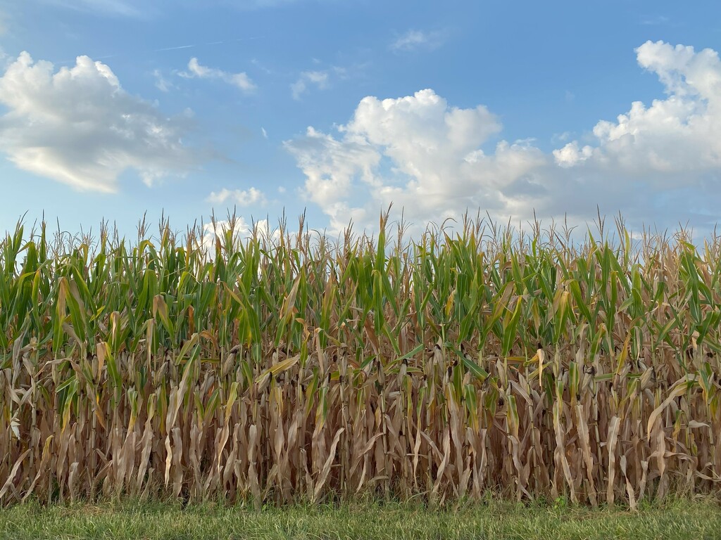 Corn as high as an elephant's eye by tunia