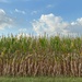 Corn as high as an elephant's eye