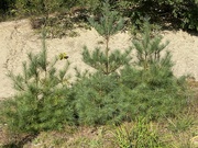 5th Sep 2024 - Pine trees