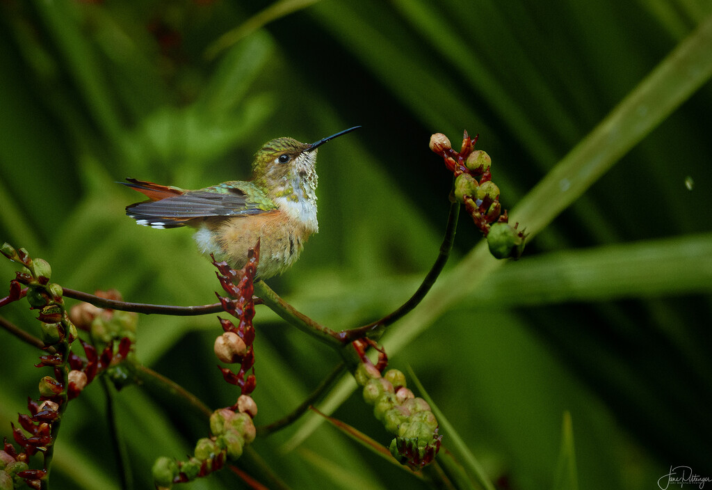 Little Rufous Hummingbird Enjoying the Sprinkler  by jgpittenger