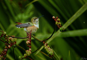 6th Sep 2024 - Little Rufous Hummingbird Enjoying the Sprinkler 