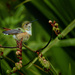 Little Rufous Hummingbird Enjoying the Sprinkler 