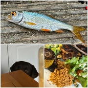 31st Aug 2024 - Fishing walk, BBQ & Scouty-pig