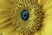 4th Sep 2024 - I Bet You'll Never Look at A Sunflower the Same Again