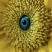 I Bet You'll Never Look at A Sunflower the Same Again