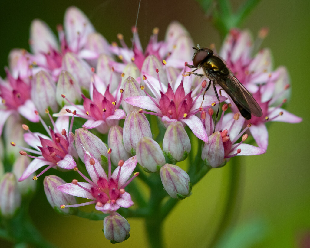 A hover fly on Sedum flower by anncooke76