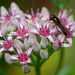 A hover fly on Sedum flower