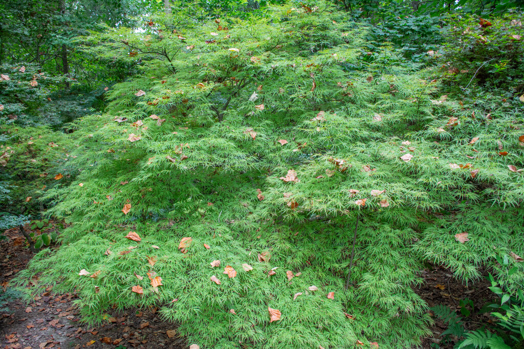 Japanese Maple... by thewatersphotos