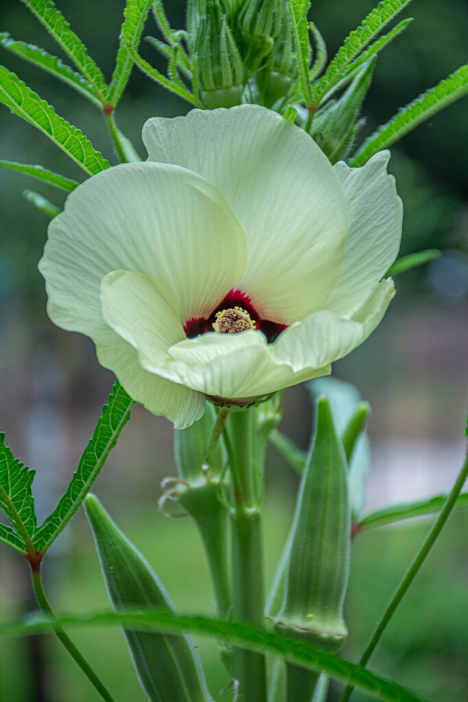 Okra bloom... by thewatersphotos