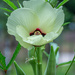 Okra bloom...