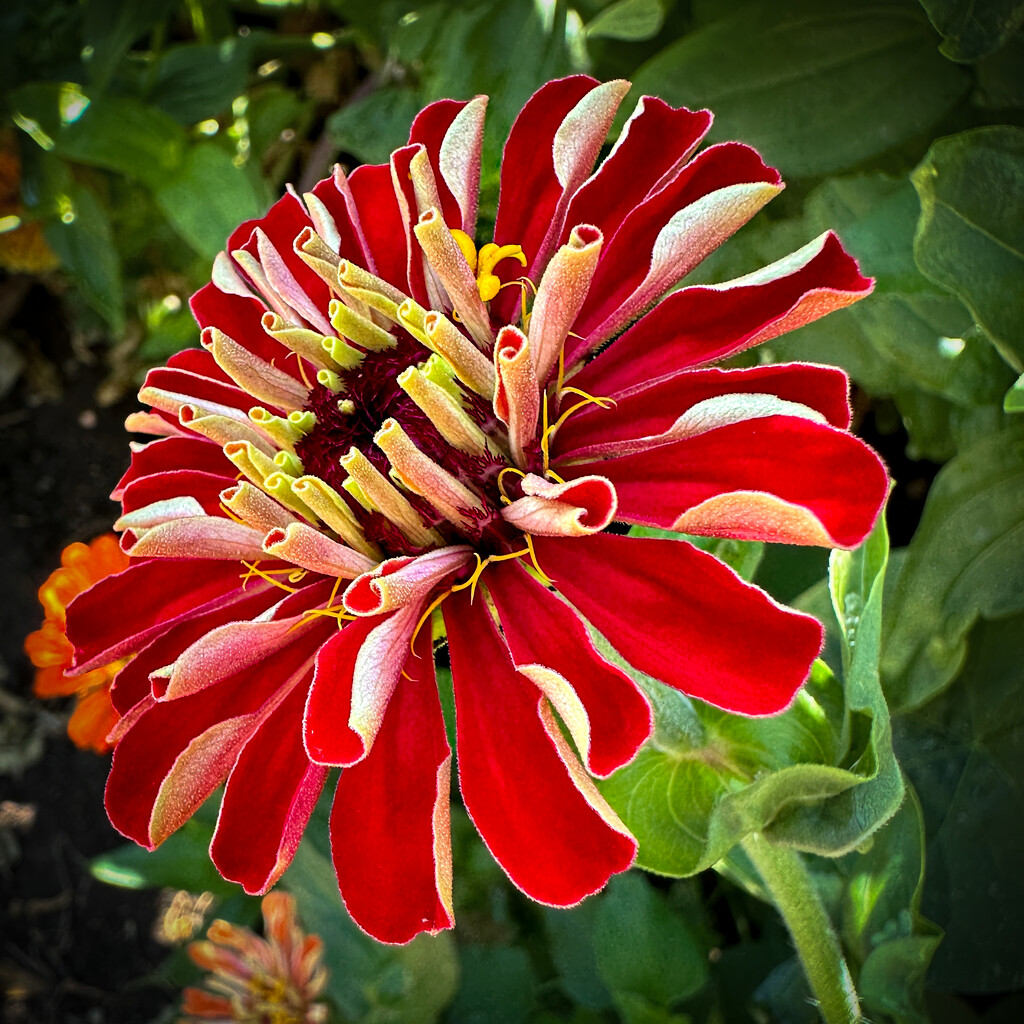 Another kind of Zinnia by shutterbug49