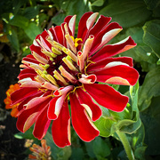 6th Sep 2024 - Another kind of Zinnia