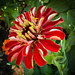 Another kind of Zinnia