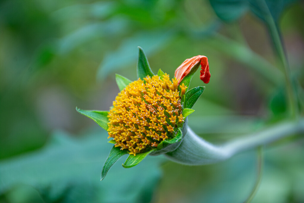 Spent Mexican Sunflower... by thewatersphotos