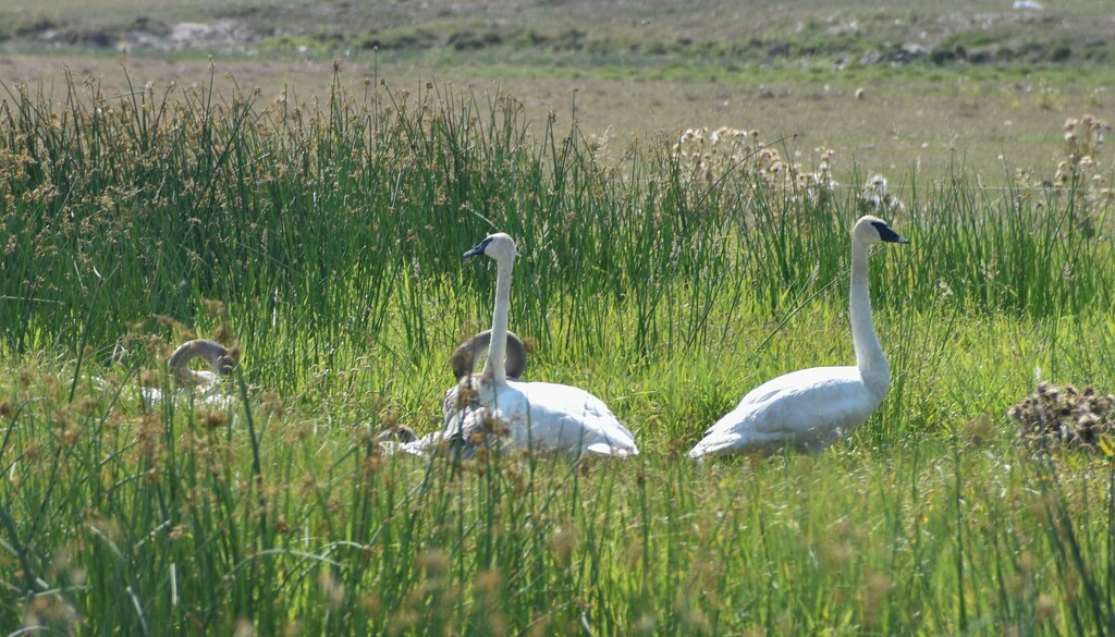 Swan Family by bjywamer