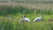 6th Sep 2024 - Swan Family