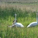 Swan Family