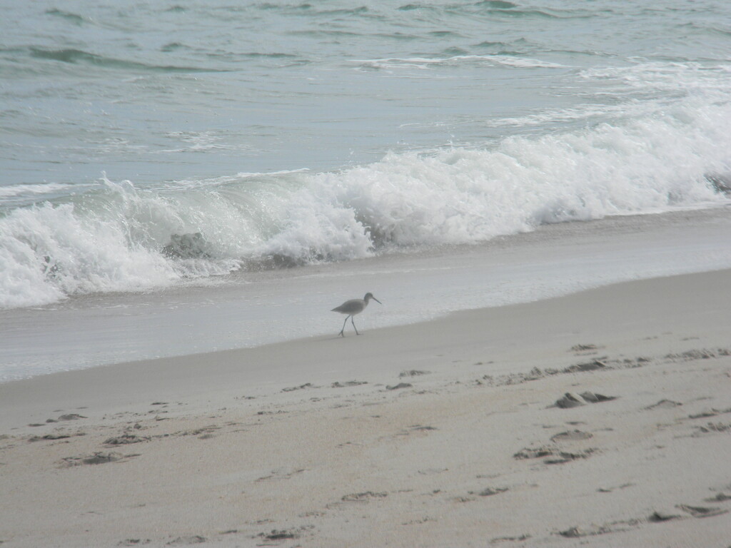 Bird Walking Beside Waves by sfeldphotos