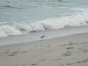 6th Sep 2024 - Bird Walking Beside Waves